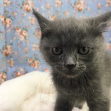 ブリティッシュショートヘアー（ブルー）男の子　２月２８日生まれ　入舎！！