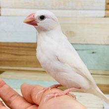 慣れています♪白文鳥さん☆