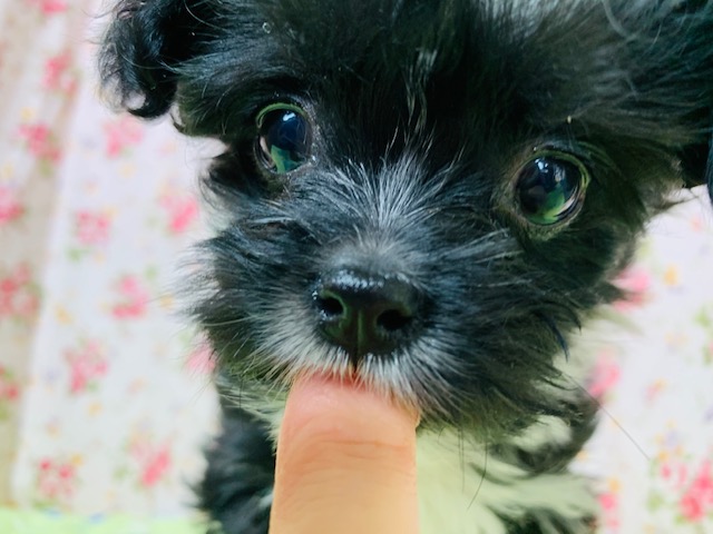 珍ミックス やんちゃミックス犬 ペキ チャイクレ ちゃん 東京からもほど近い 千葉県 神奈川県 埼玉県でミックス犬 ハーフ犬 チャイペキ を販売するペットショップ