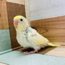 ごはん催促たくさんします！セキセイインコ(パステルレインボーパイド)☆