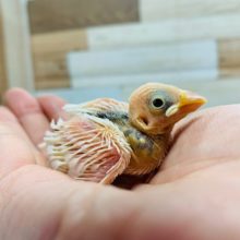 真っ白い羽根が人気☆白文鳥さん♪