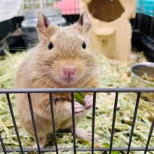 動画あります♪デグー(チョコレート)くん☆