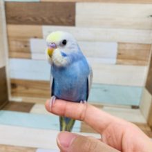 羽根が生えそろいました♪パステルレインボーのセキセイインコ☆