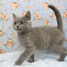 イケメンにゃんこ参上☆ブリティッシュショートヘアー・男の子！