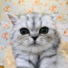 最新画像更新☆つぶれ顔ブサカワ💛エキゾチックくん！