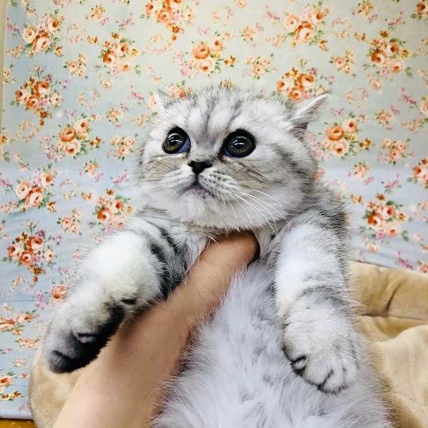 エキゾチック
