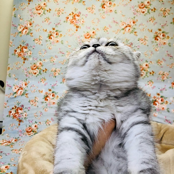 エキゾチック