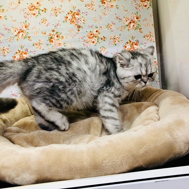 エキゾチック