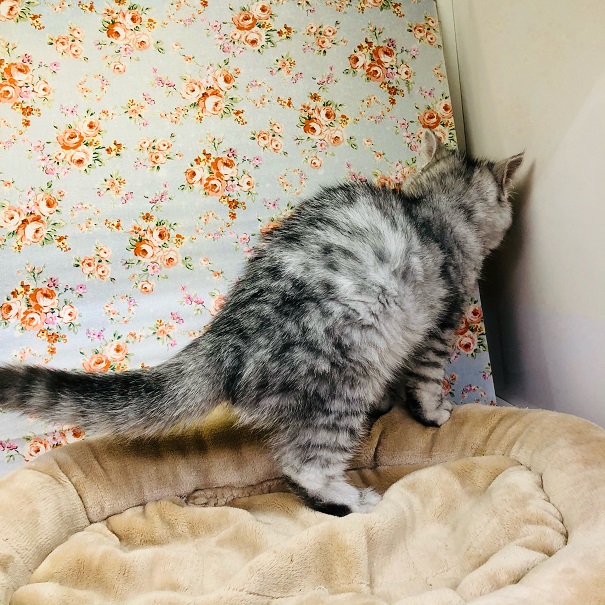 エキゾチック