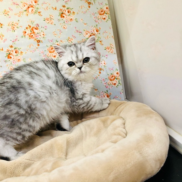 エキゾチック