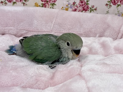 コザクラインコ（小桜インコ）