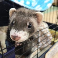 マーシャルフェレット（セーブル）　男の子！