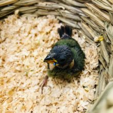 珍しい？？日の丸鳥　ヒナ　入舎しました。