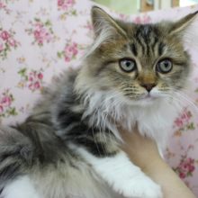 もっふもふもふ～！サイベリアン・女の子！