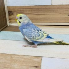 人気カラー☆セキセイインコ　パステルレインボースパングル