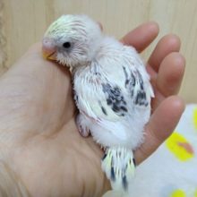 大人気カラーの4色ハルクインヒナ来ました