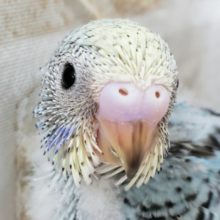 普通ーですが、なにか？セキセイインコ