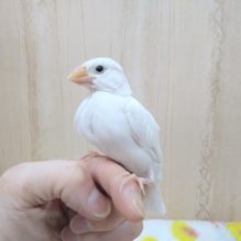 ちょうど良いサイズの白文鳥さんがいますよ〜