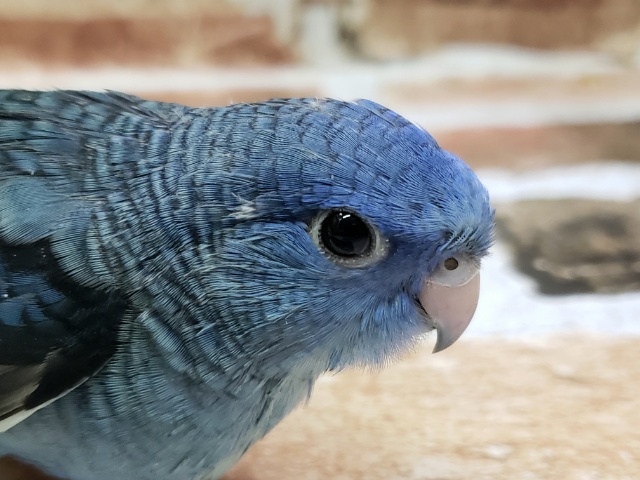 ふかーい青のサザナミインコ