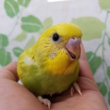 渋いカラーのスパングルセキセイインコさん☆
