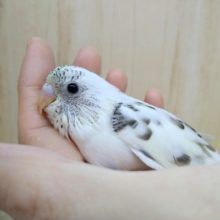 やって来ました！大人気4色ハルクセキセイヒナ！