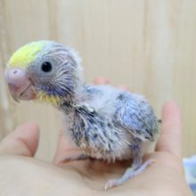 頭の黄色が濃いめなセキセイインコレインボーさん来ました！