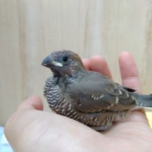 ヒナでもキリッとしてます！オオイッコウ鳥オス〜