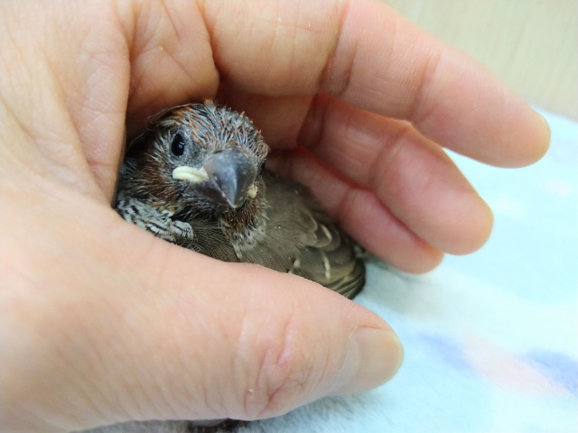 オオイッコウチョウ