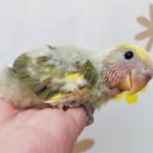 小桜インコ４連発！オリーブパイドちゃん☆