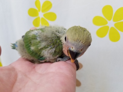 コザクラインコ（小桜インコ）