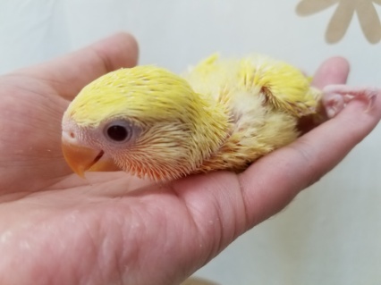 コザクラインコ（小桜インコ）