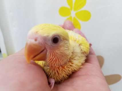 小桜インコ４連発！ルチノーちゃん☆