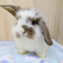 毛玉みたいなロップイヤーさんが来ました〜