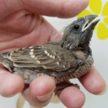 珍しい一紅鳥雛さんがやってきました☆