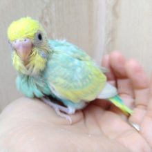 エメラルドグリーンのセキセイインコヒナ来ました!