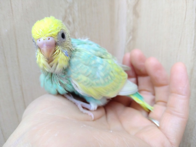 エメラルドグリーンのセキセイインコヒナ来ました!