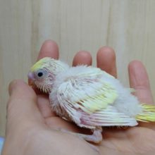 淡い黄色クリームカラーのセキセイインコヒナ来ました！