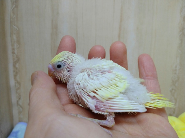 淡い黄色クリームカラーのセキセイインコヒナ来ました！