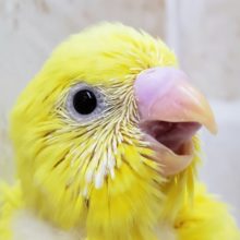 すてきな黄色いセキセイインコ