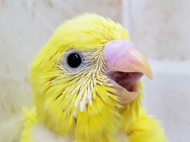 すてきな黄色いセキセイインコ