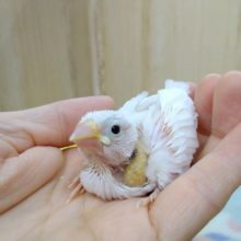 美白な白文鳥ヒナ来ました！