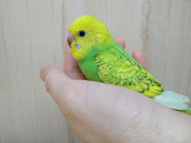 当店命名！若竹カラーのセキセイインコいますよ〜