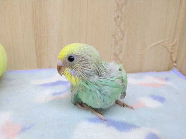 セキセイインコ