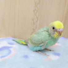 エメラルドグリーンのセキセイインコヒナ！来ましたよ〜