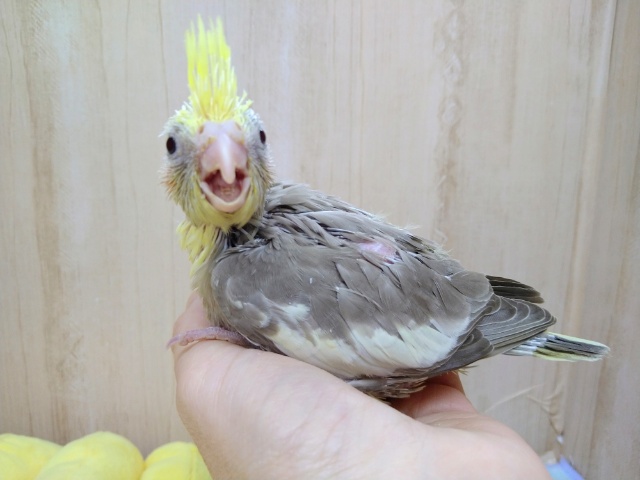 オカメインコ