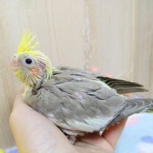 優しいカラー、シナモンパイドオカメヒナ来ました〜