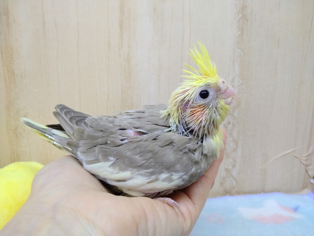 オカメインコ