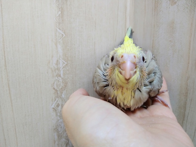 オカメインコ