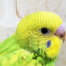 セキセイインコ スパングルカラー