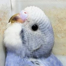 セキセイインコ オパーリン